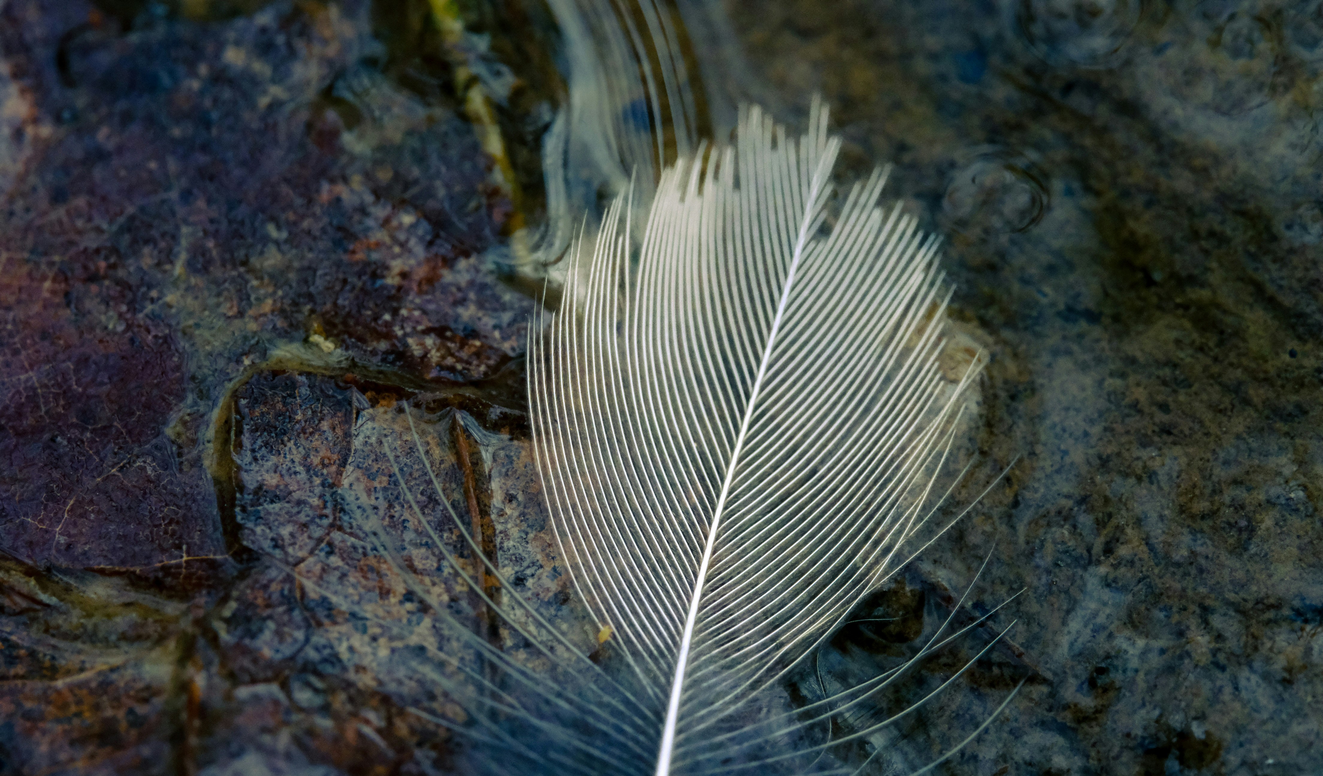 a white fish swimming in water