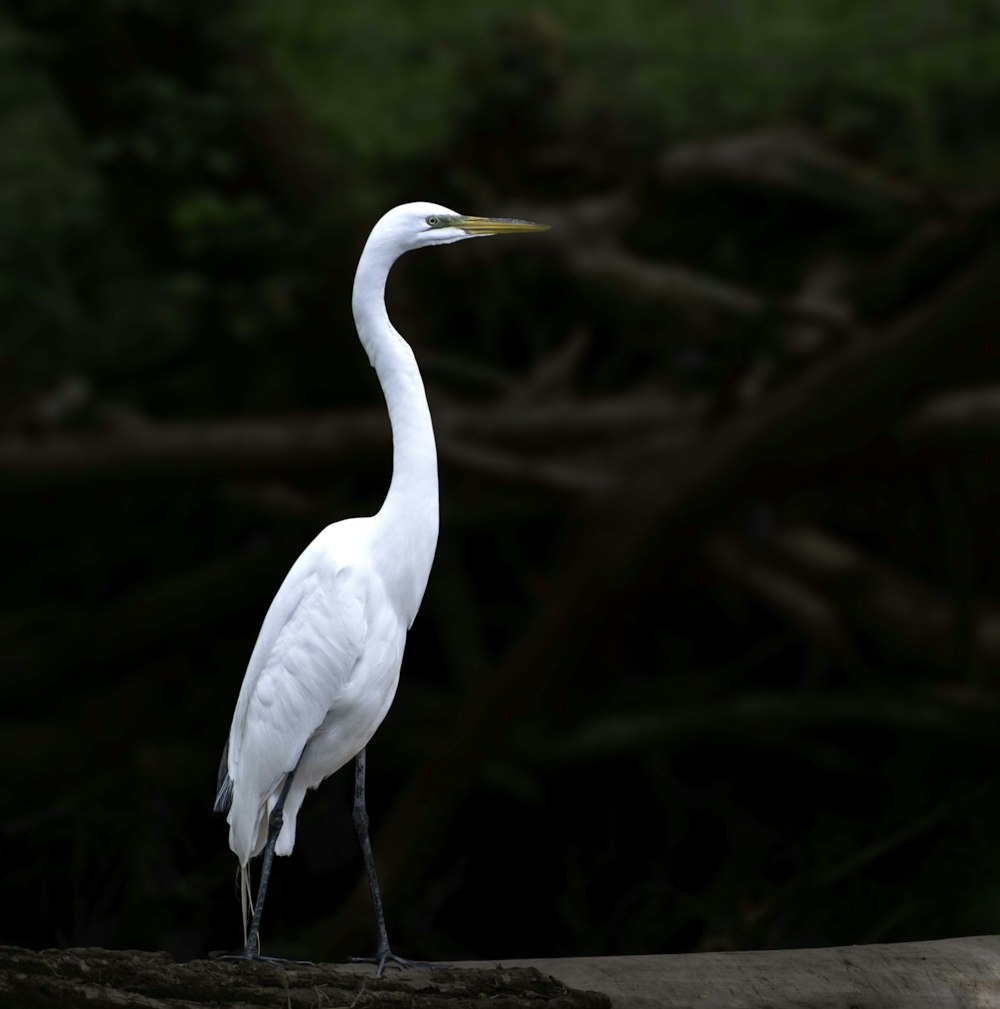 a white bird standing on a log