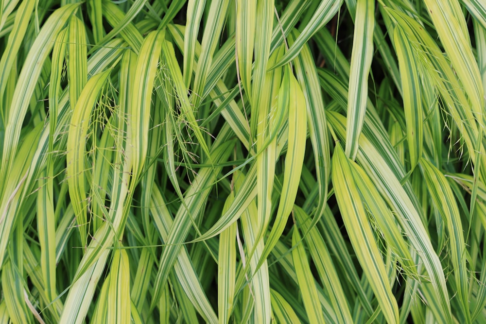 a close up of some grass