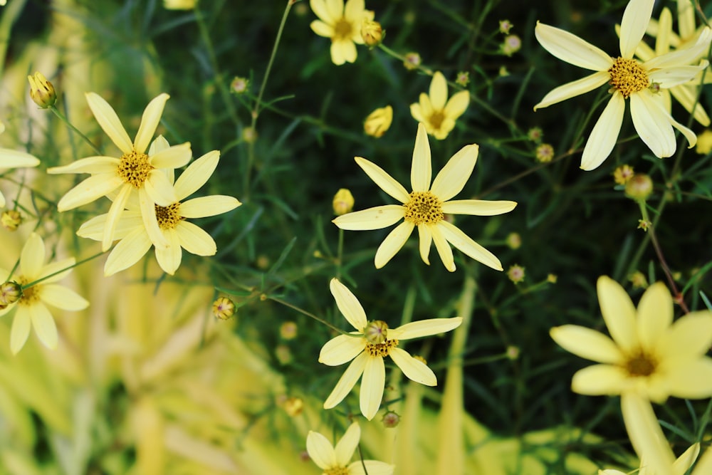 a group of white flowers