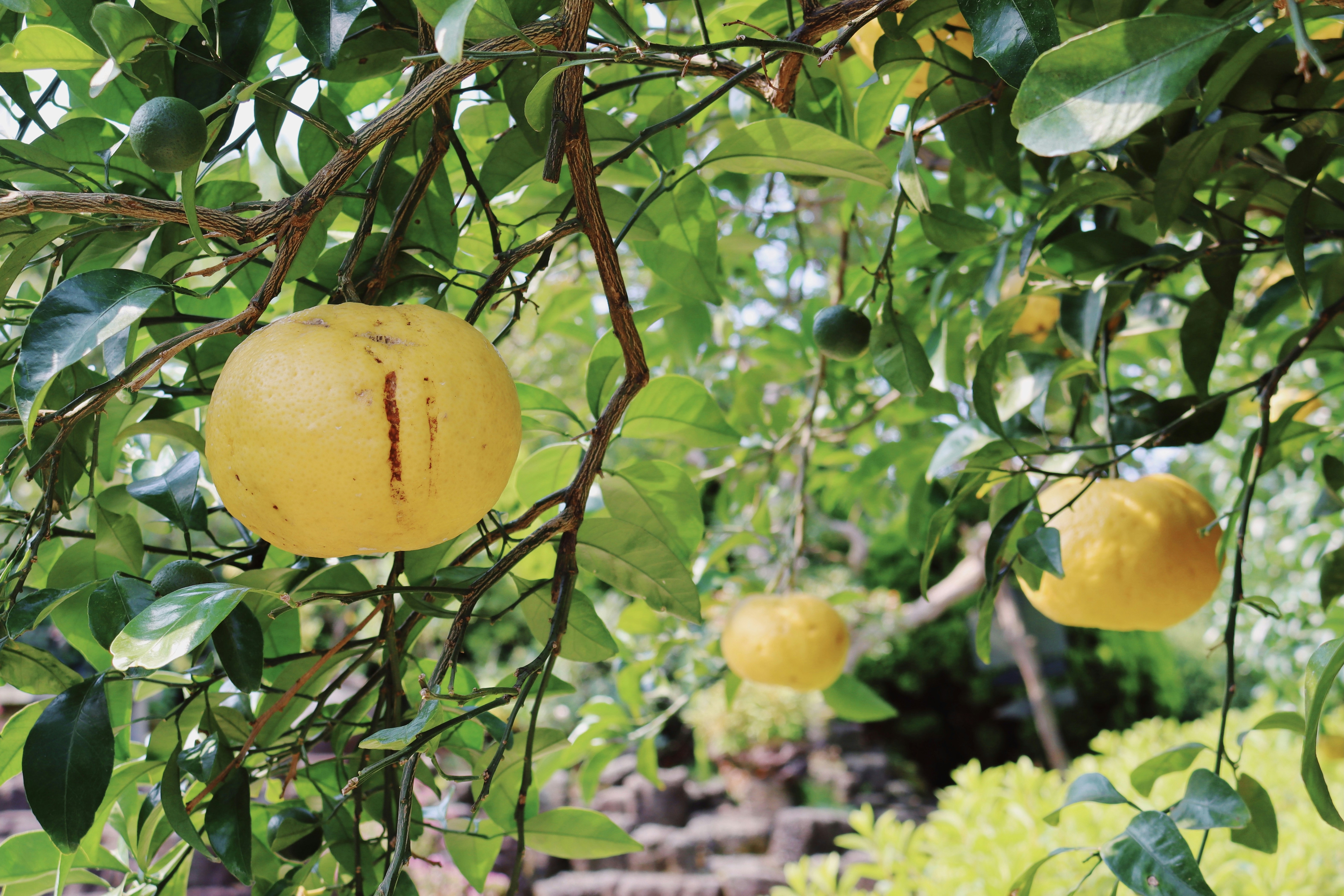 a tree with fruit growing on it