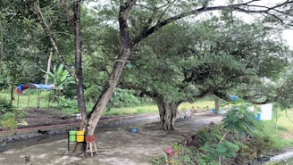 A large tree with sprawling branches stands prominently in a garden setting. Various shades of green cover the lush surroundings, with some colorful bins visible near the trunk of the tree. A concrete path winds through the area, bordered by grass and additional foliage, creating a serene and natural environment.