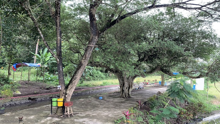A large tree with sprawling branches stands prominently in a garden setting. Various shades of green cover the lush surroundings, with some colorful bins visible near the trunk of the tree. A concrete path winds through the area, bordered by grass and additional foliage, creating a serene and natural environment.