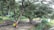 A large tree with sprawling branches stands prominently in a garden setting. Various shades of green cover the lush surroundings, with some colorful bins visible near the trunk of the tree. A concrete path winds through the area, bordered by grass and additional foliage, creating a serene and natural environment.