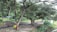 A large tree with sprawling branches stands prominently in a garden setting. Various shades of green cover the lush surroundings, with some colorful bins visible near the trunk of the tree. A concrete path winds through the area, bordered by grass and additional foliage, creating a serene and natural environment.
