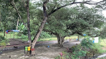 A large tree with sprawling branches stands prominently in a garden setting. Various shades of green cover the lush surroundings, with some colorful bins visible near the trunk of the tree. A concrete path winds through the area, bordered by grass and additional foliage, creating a serene and natural environment.