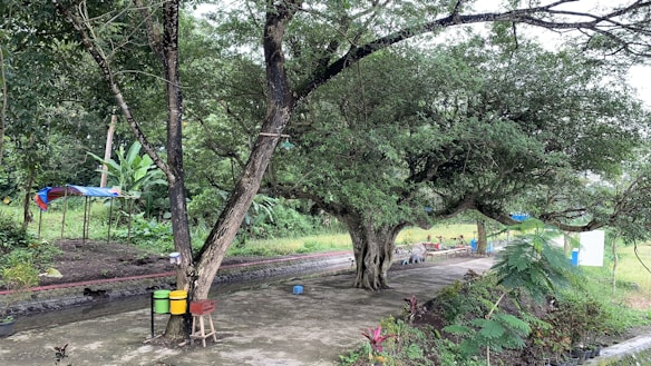 A large tree with sprawling branches stands prominently in a garden setting. Various shades of green cover the lush surroundings, with some colorful bins visible near the trunk of the tree. A concrete path winds through the area, bordered by grass and additional foliage, creating a serene and natural environment.