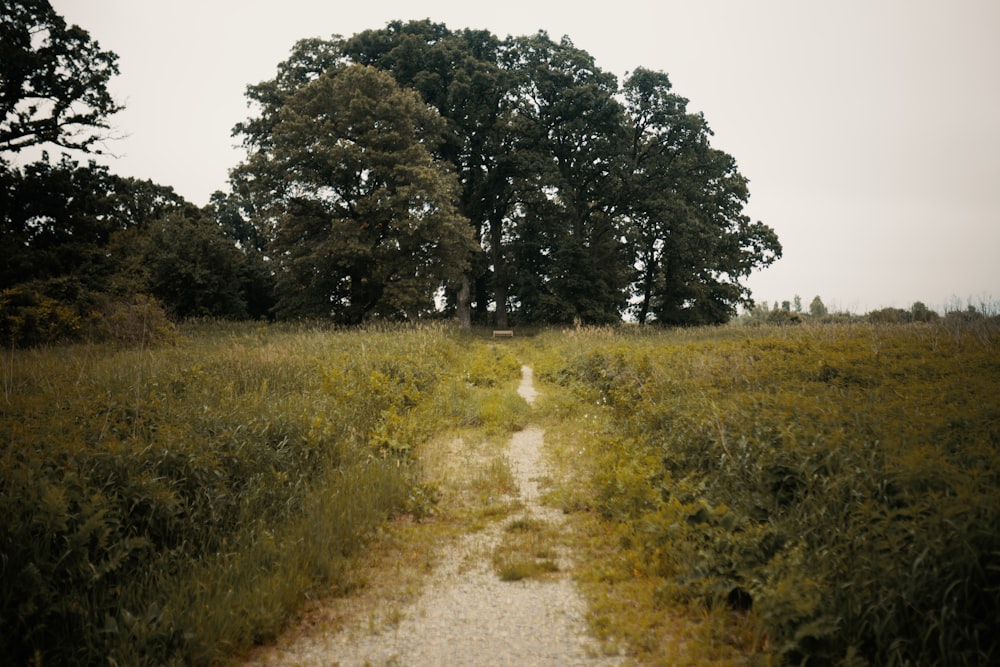 a dirt road through a field of grass and trees
