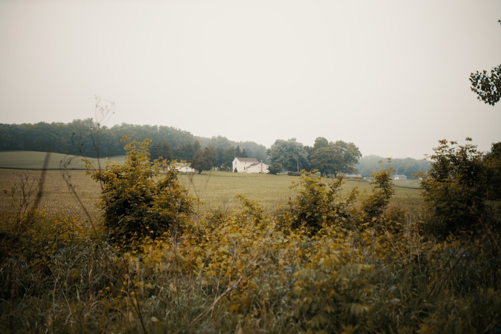 a field of yellow flowers