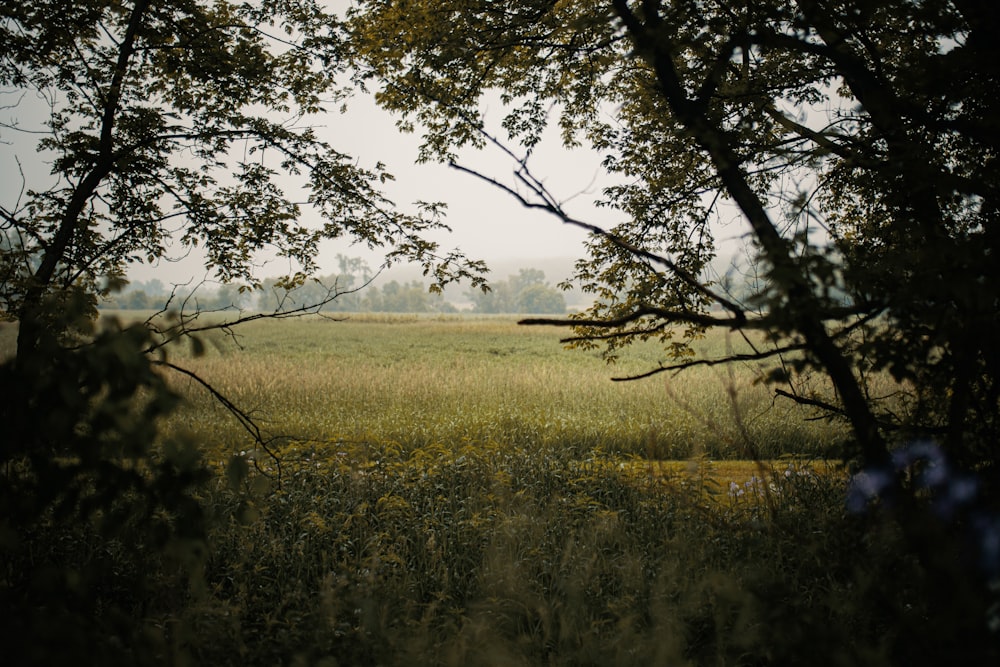 a grassy field with trees