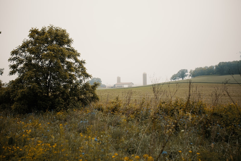 a field of yellow flowers with a tree in the background