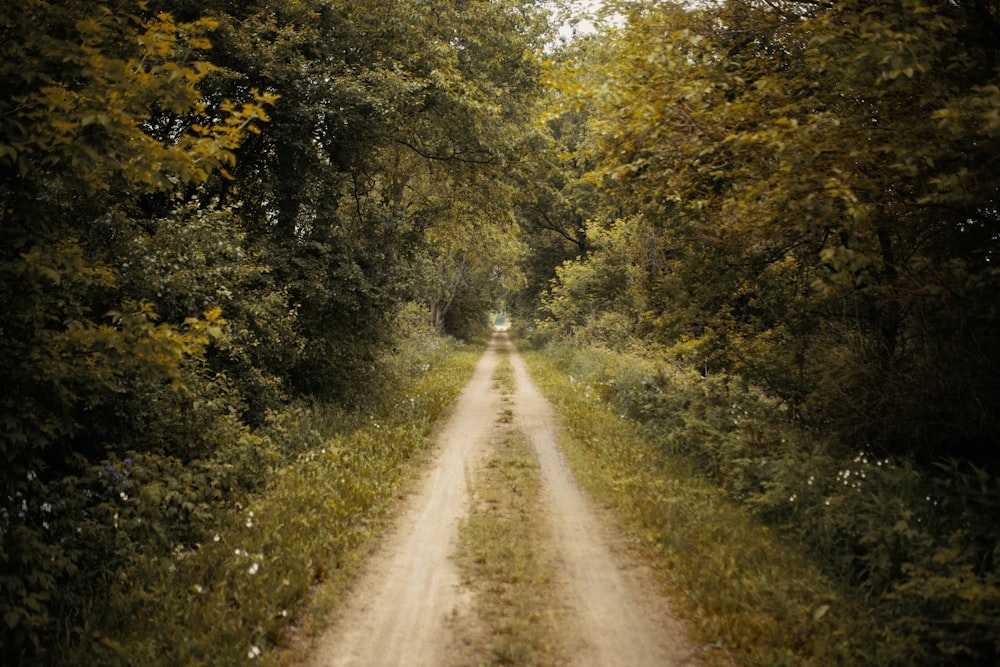 a dirt road surrounded by trees