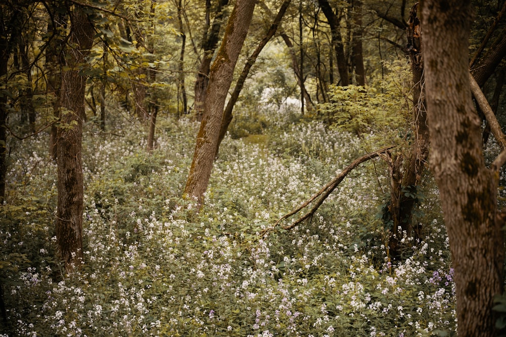 a field of flowers with trees in the back