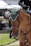 A brown horse wearing a green ear bonnet is being ridden by a person dressed in formal equestrian attire. The background includes blurred elements like a few people and possibly a vehicle, suggesting an outdoor setting or event.