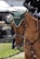 A brown horse wearing a green ear bonnet is being ridden by a person dressed in formal equestrian attire. The background includes blurred elements like a few people and possibly a vehicle, suggesting an outdoor setting or event.