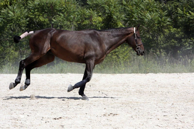Dynamic action shot of horse galloping across desert plains
