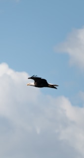 a bird flying in the sky