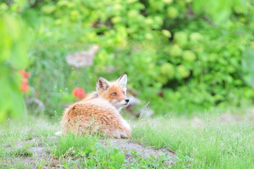 ズートピア2 帽子キーホルダー（ニック）