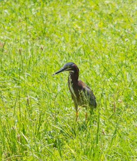 A healthy quail standing on green grass with sunlight filtering through leaves.