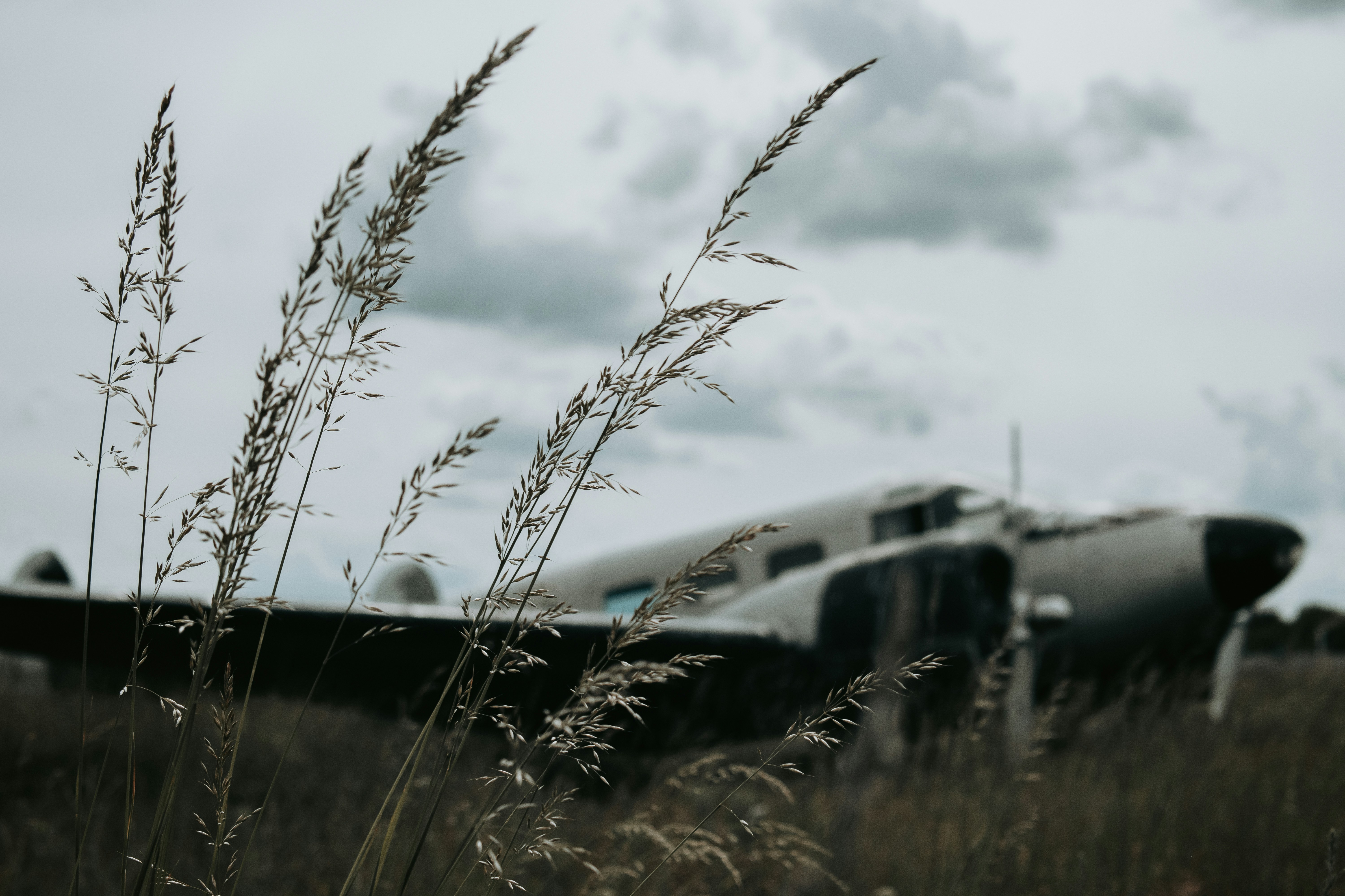 a car with a plant growing out of it
