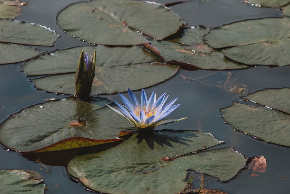 a flower in a pond