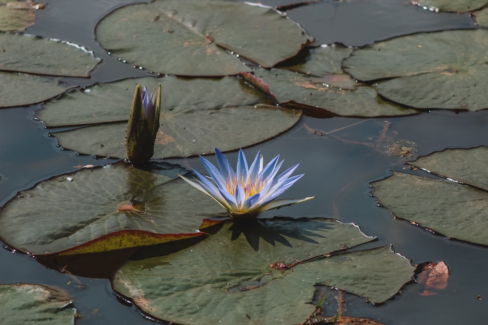 池の花