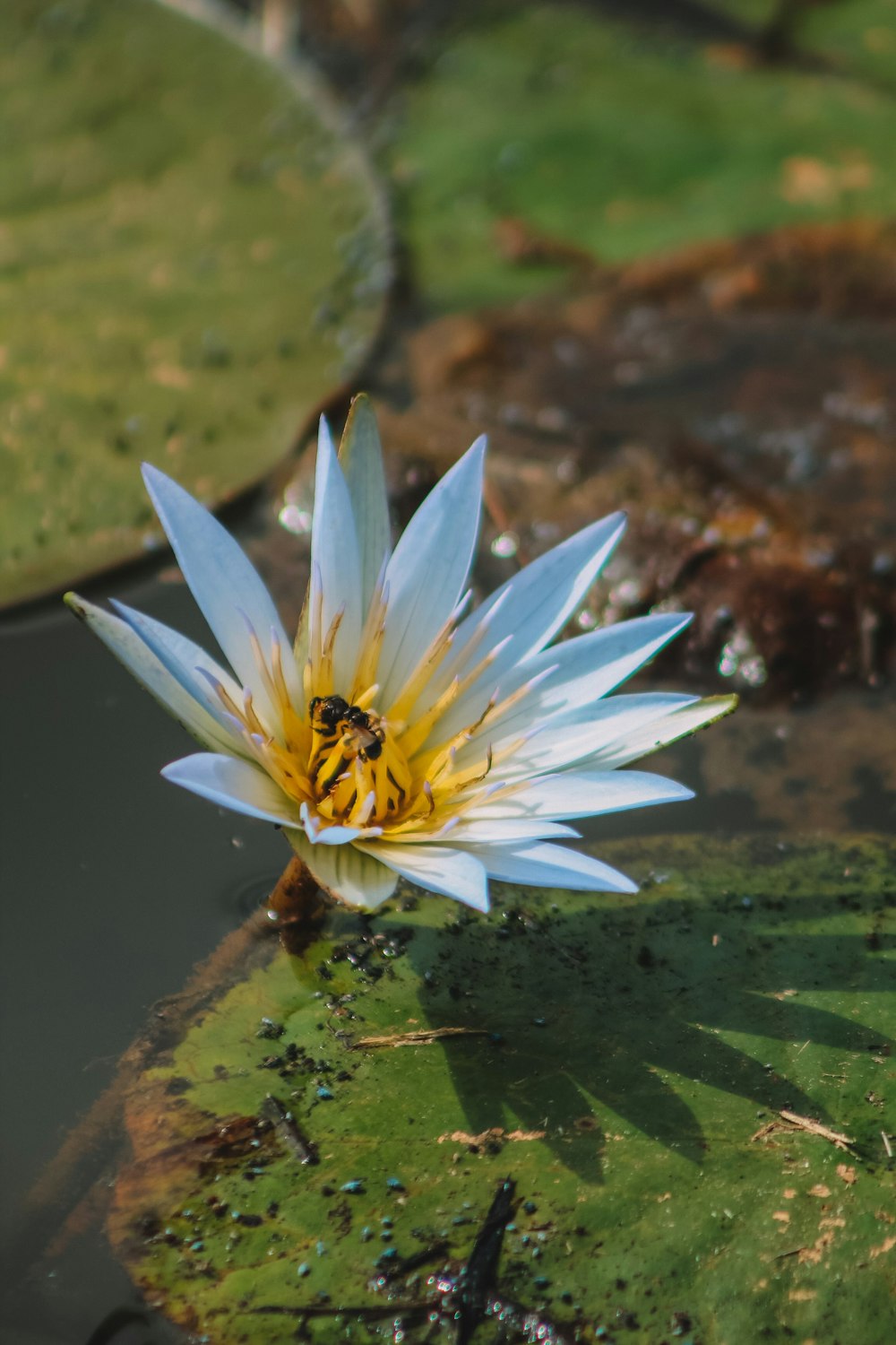 a white flower on a rock