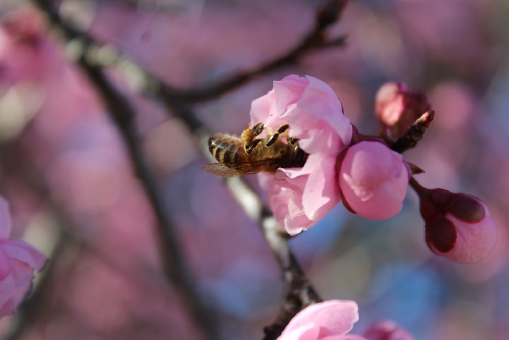 a bee on a flower