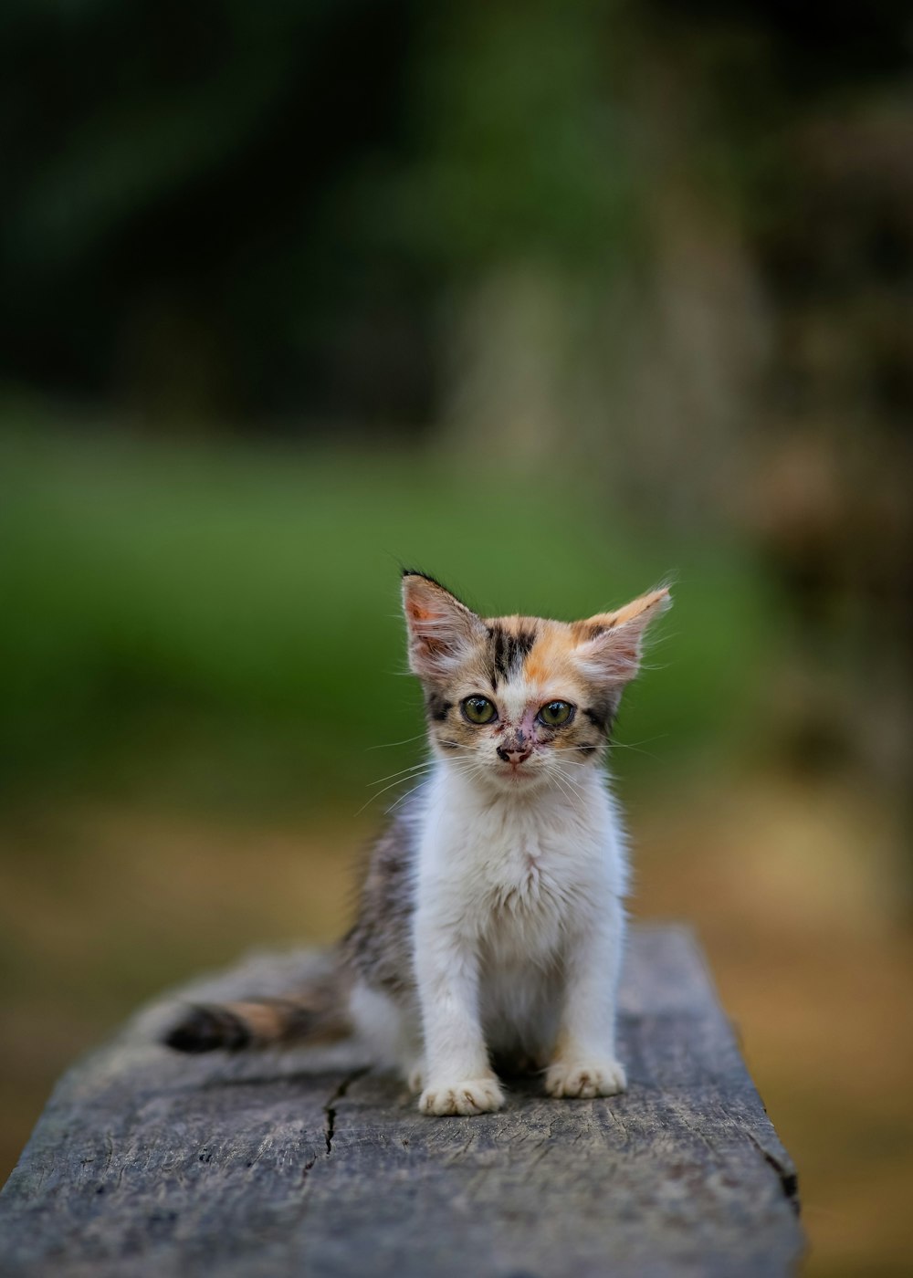 a kitten on a rock