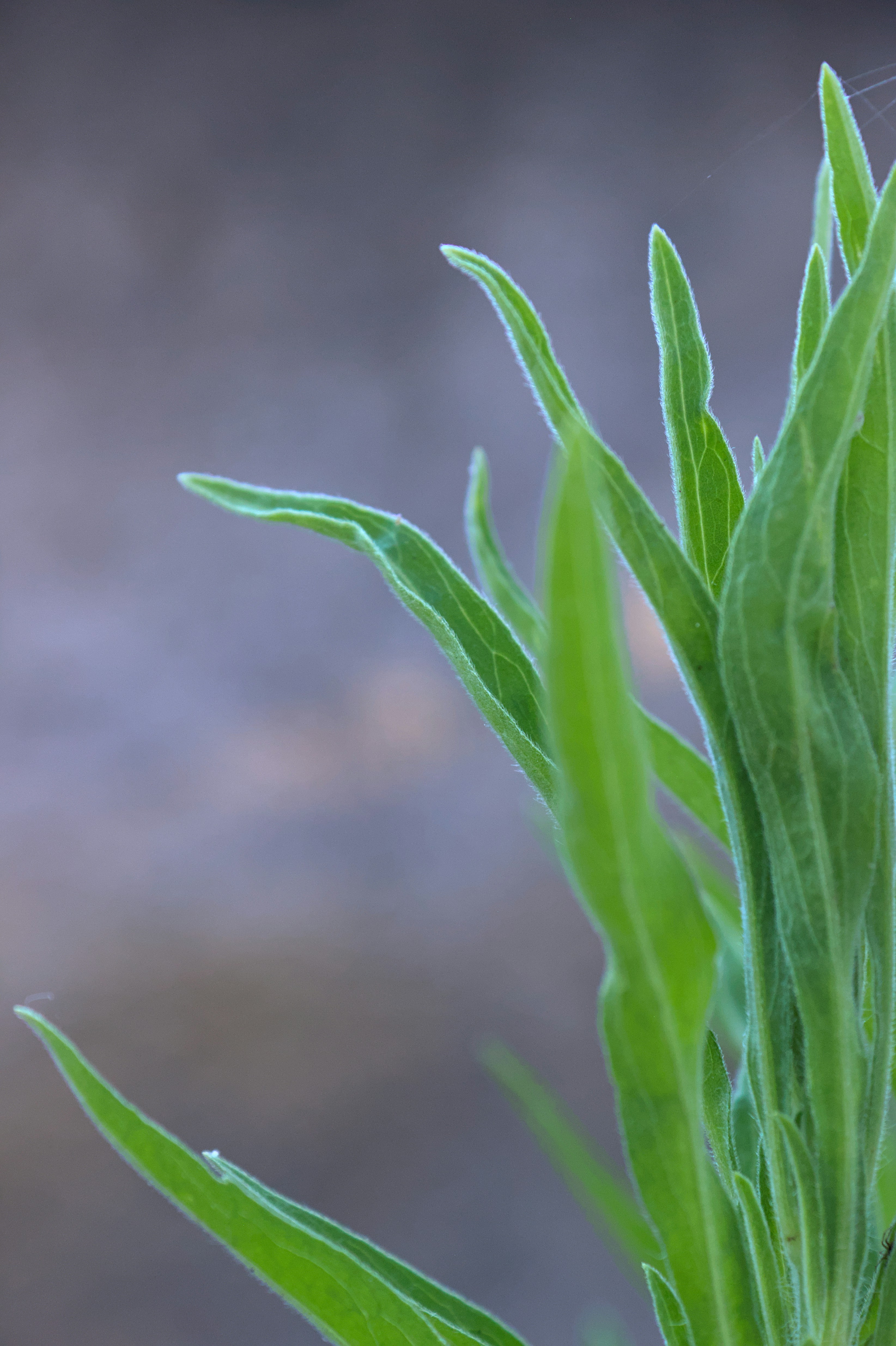 Photo by brunomiguel