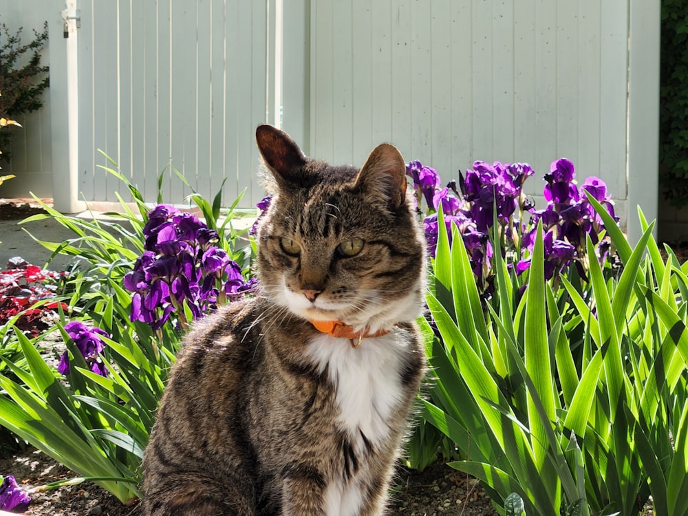 a cat sitting in a garden