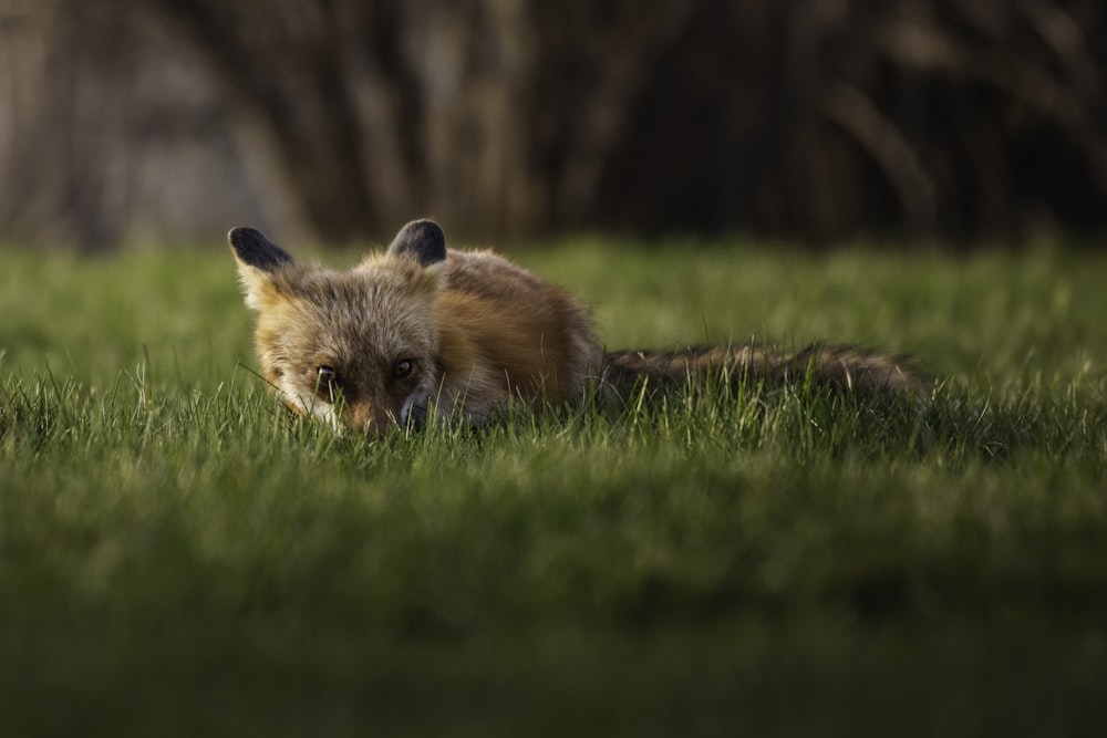 a fox lying in the grass