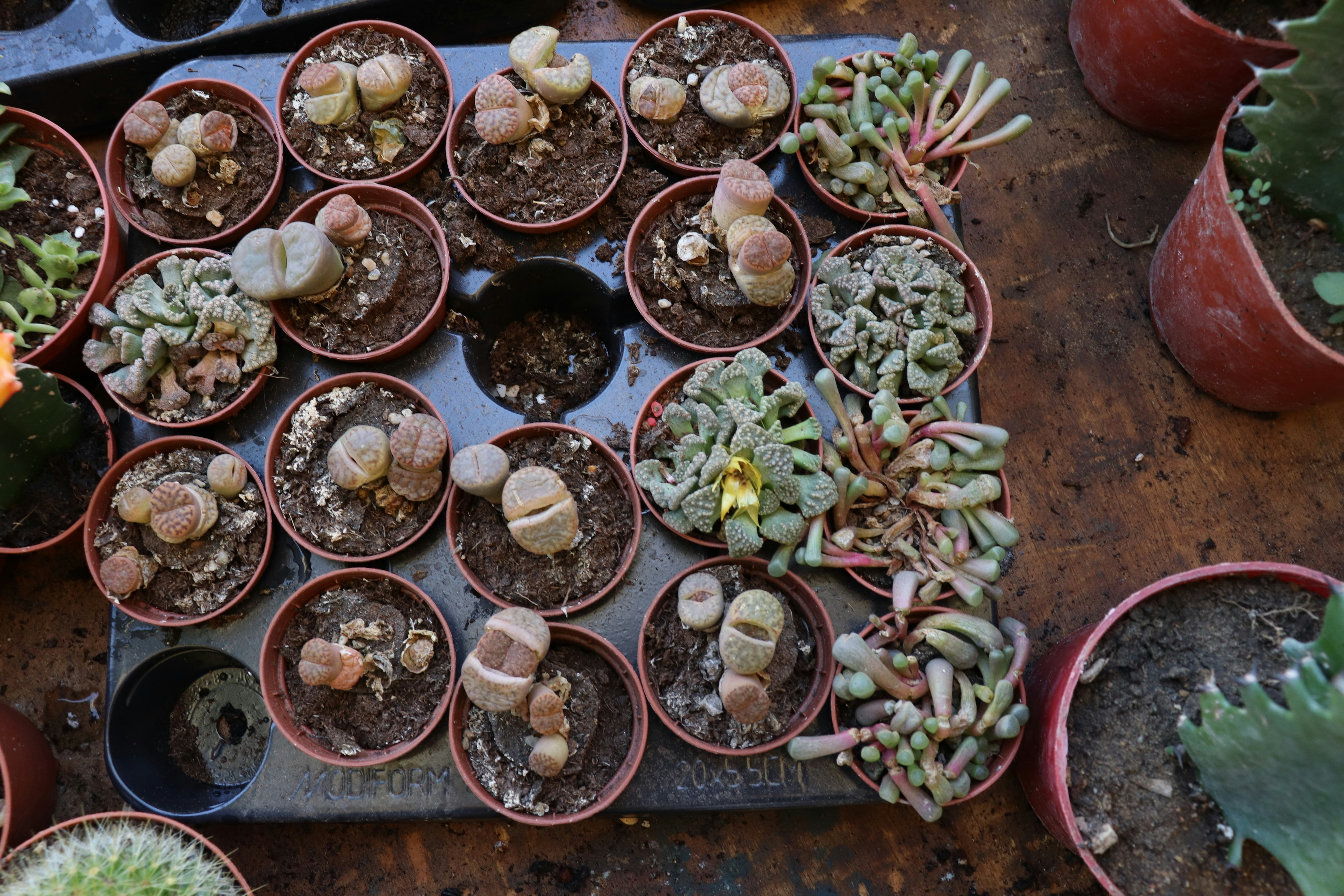 Eine Gruppe von Pflanzen in Töpfen