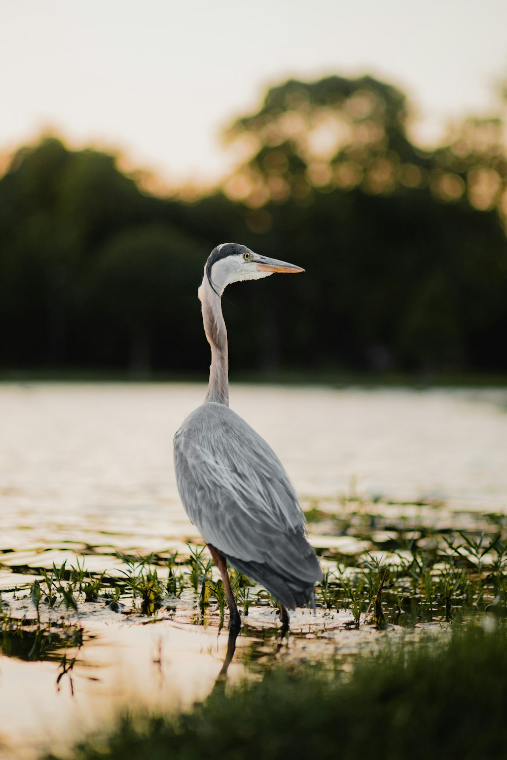 a bird standing in water