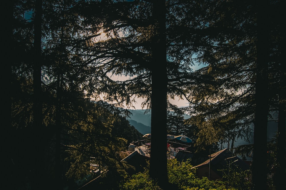 trees and a building