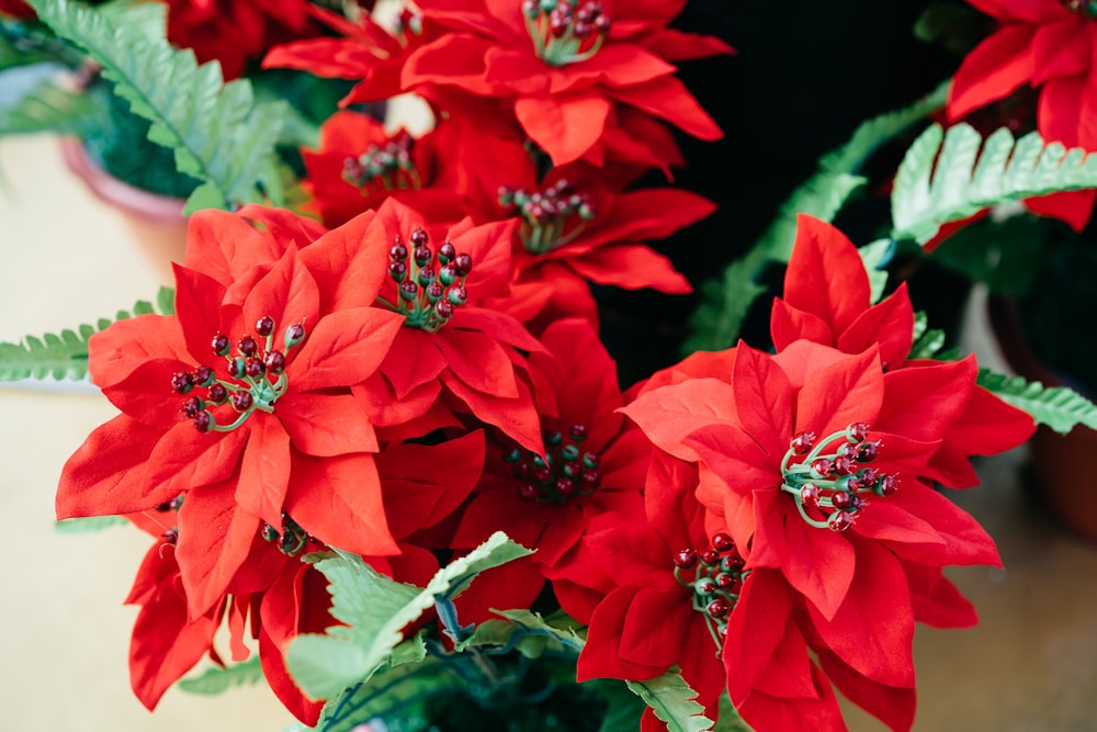 a group of red flowers