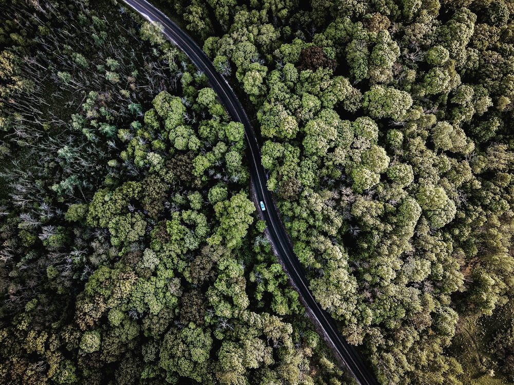 a road in the woods