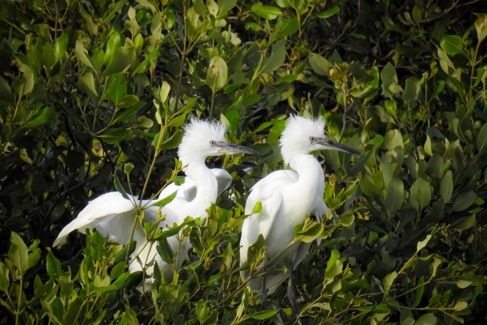 a group of birds sit in a bush