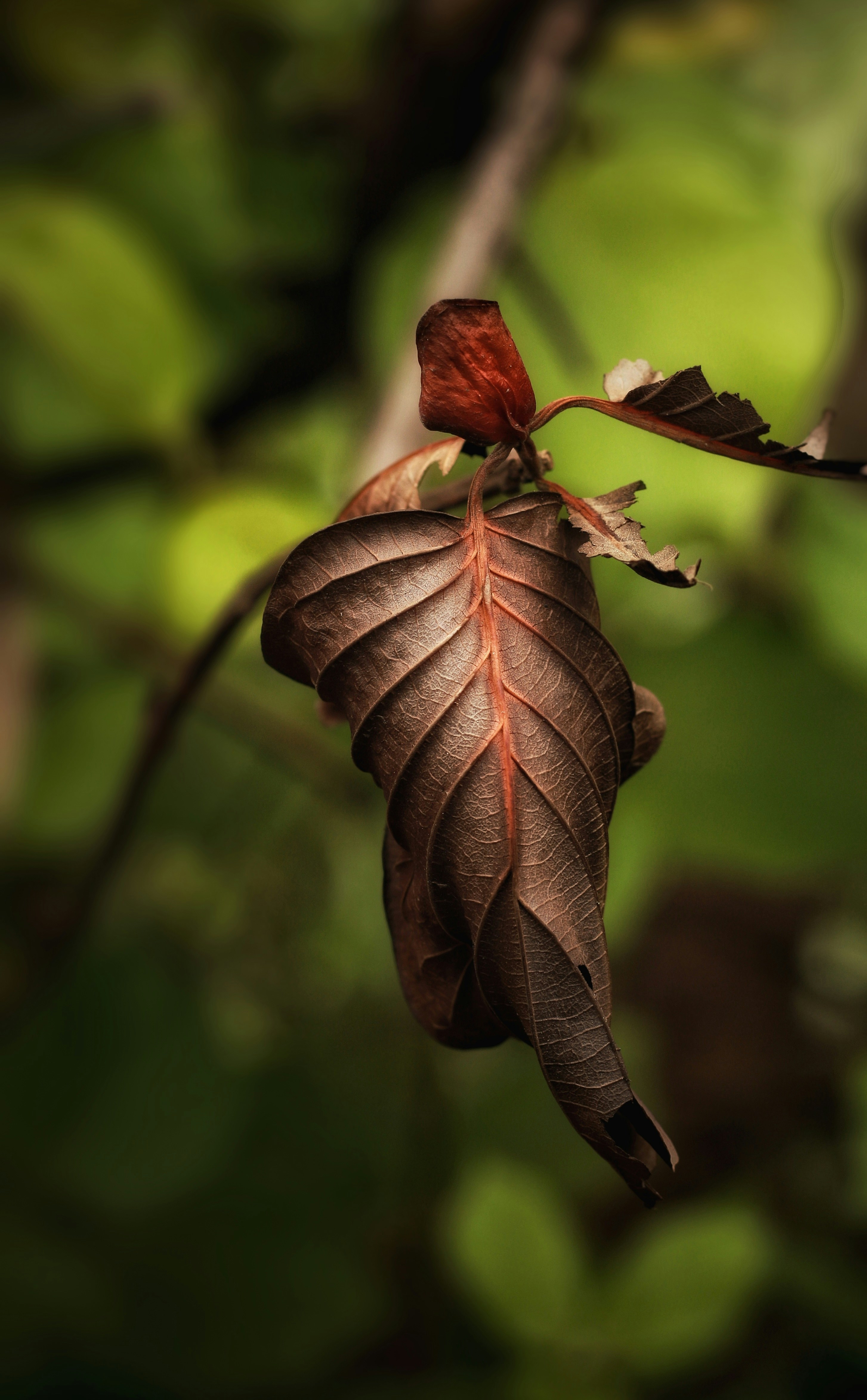 Photo by kamleshlohar0789