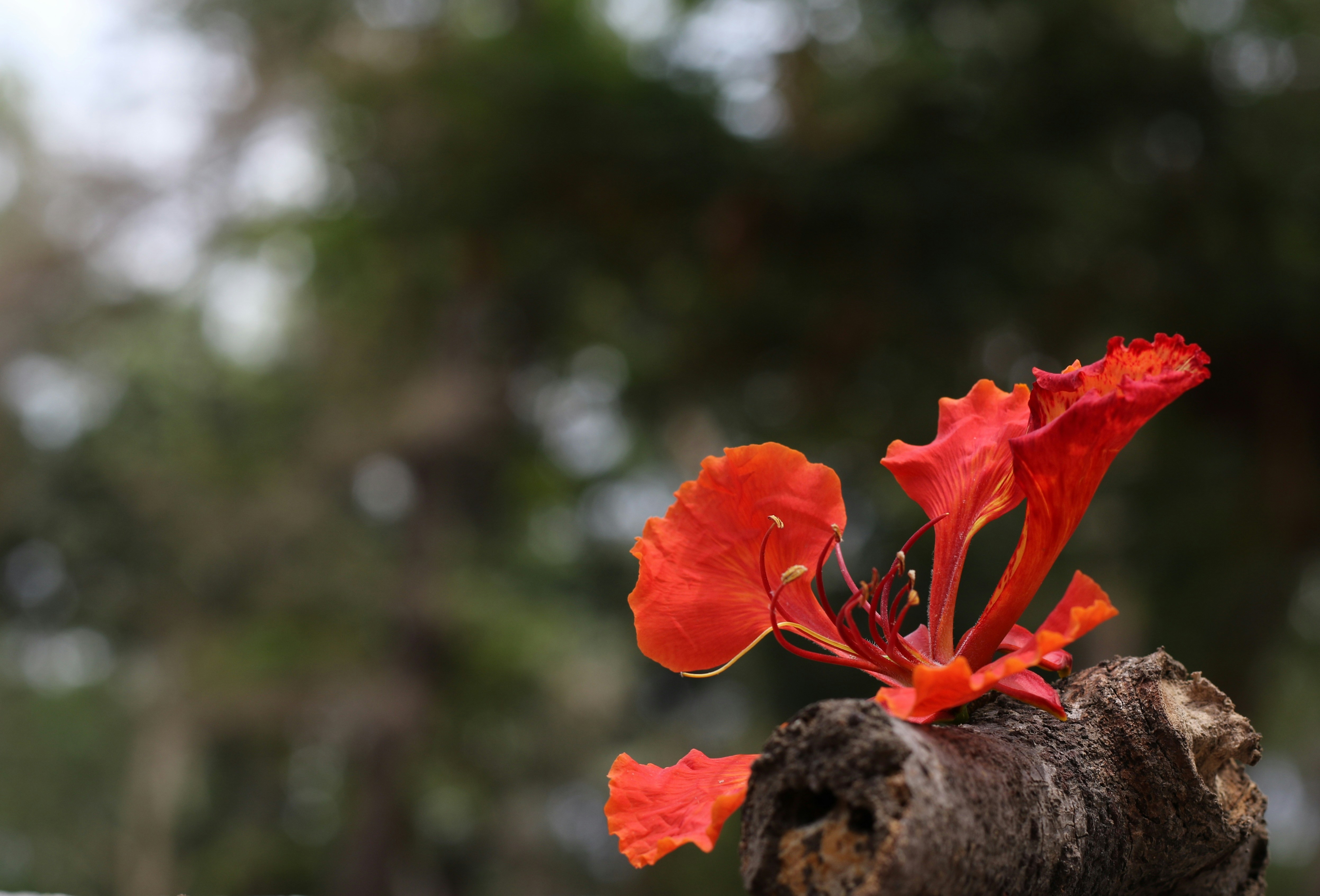 Photo by kamleshlohar0789