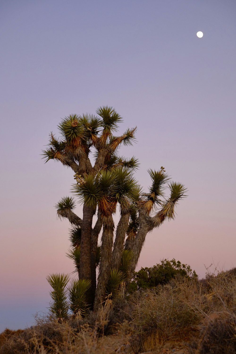 a palm tree with the moon in the background