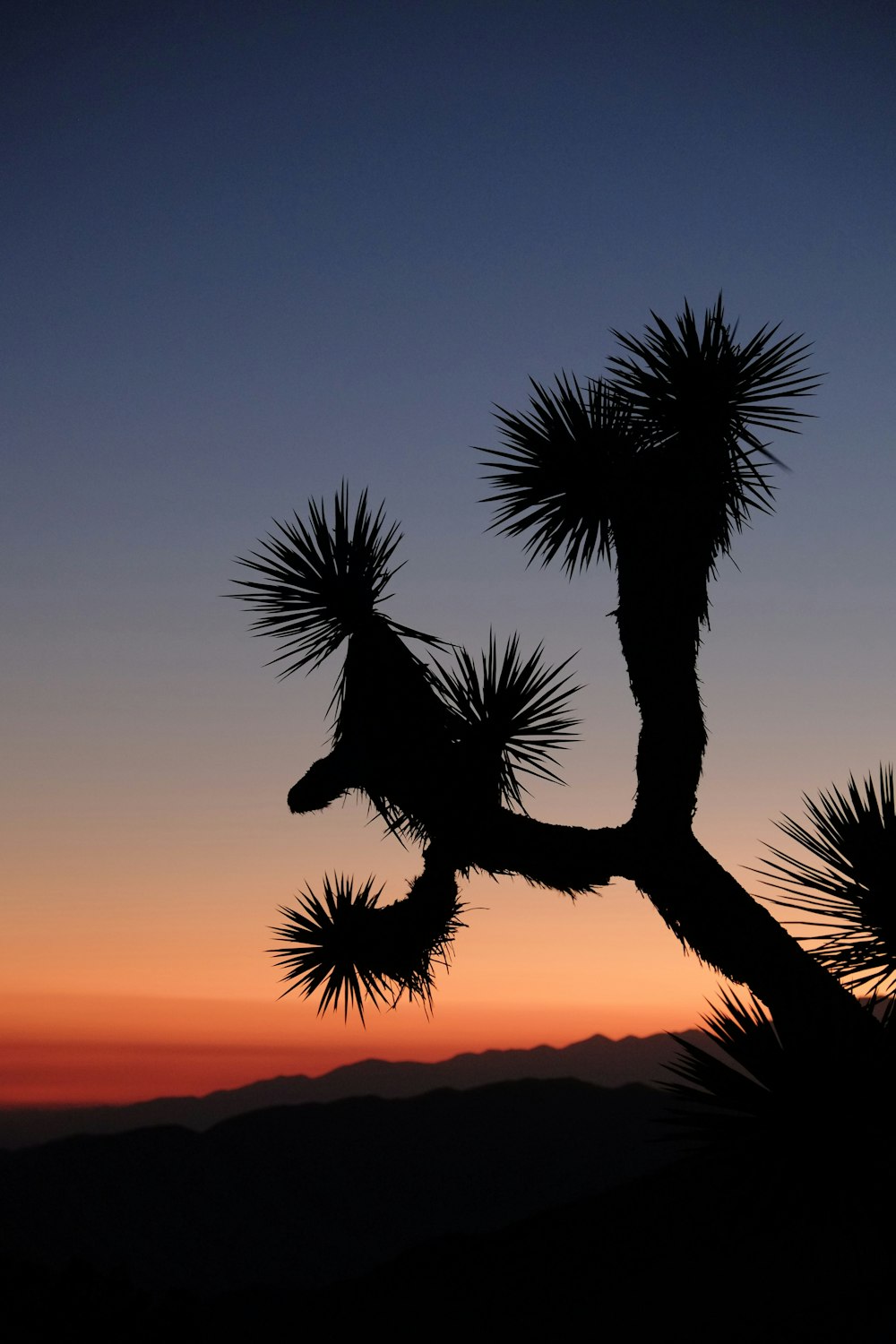 a group of palm trees