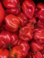 Close-up of ripe, freshly harvested red chili peppers glistening with dew.