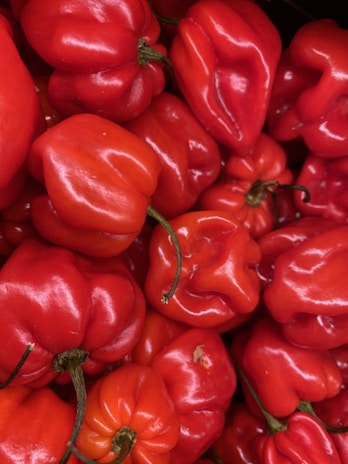Close-up of ripe red chilies freshly picked and glistening with morning dew.