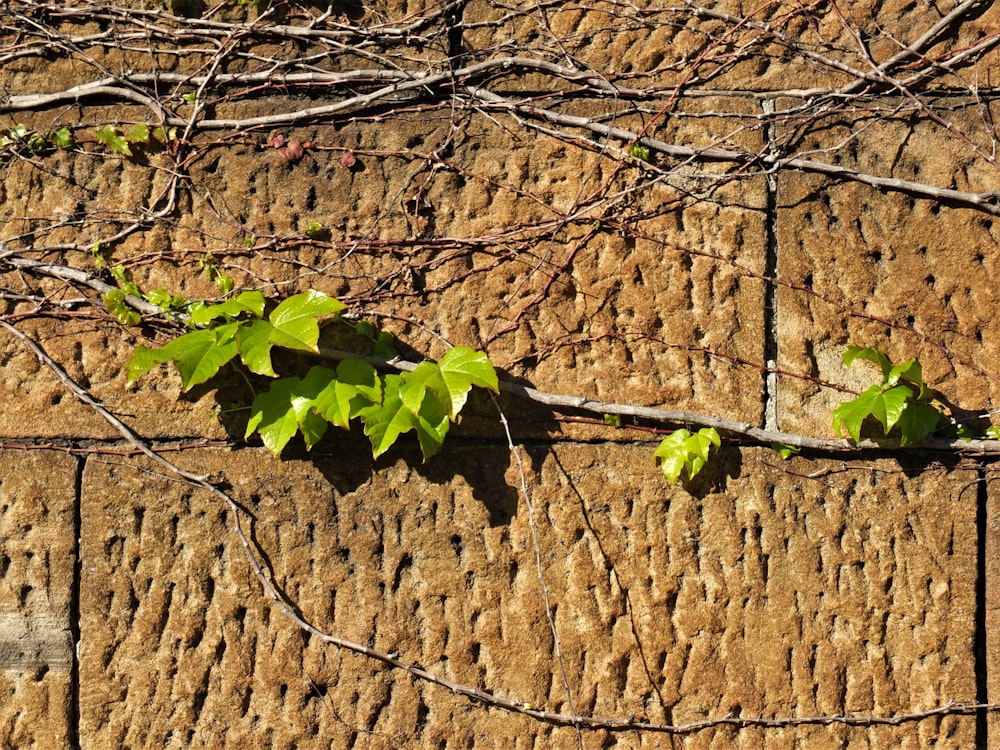 a tree branch with leaves