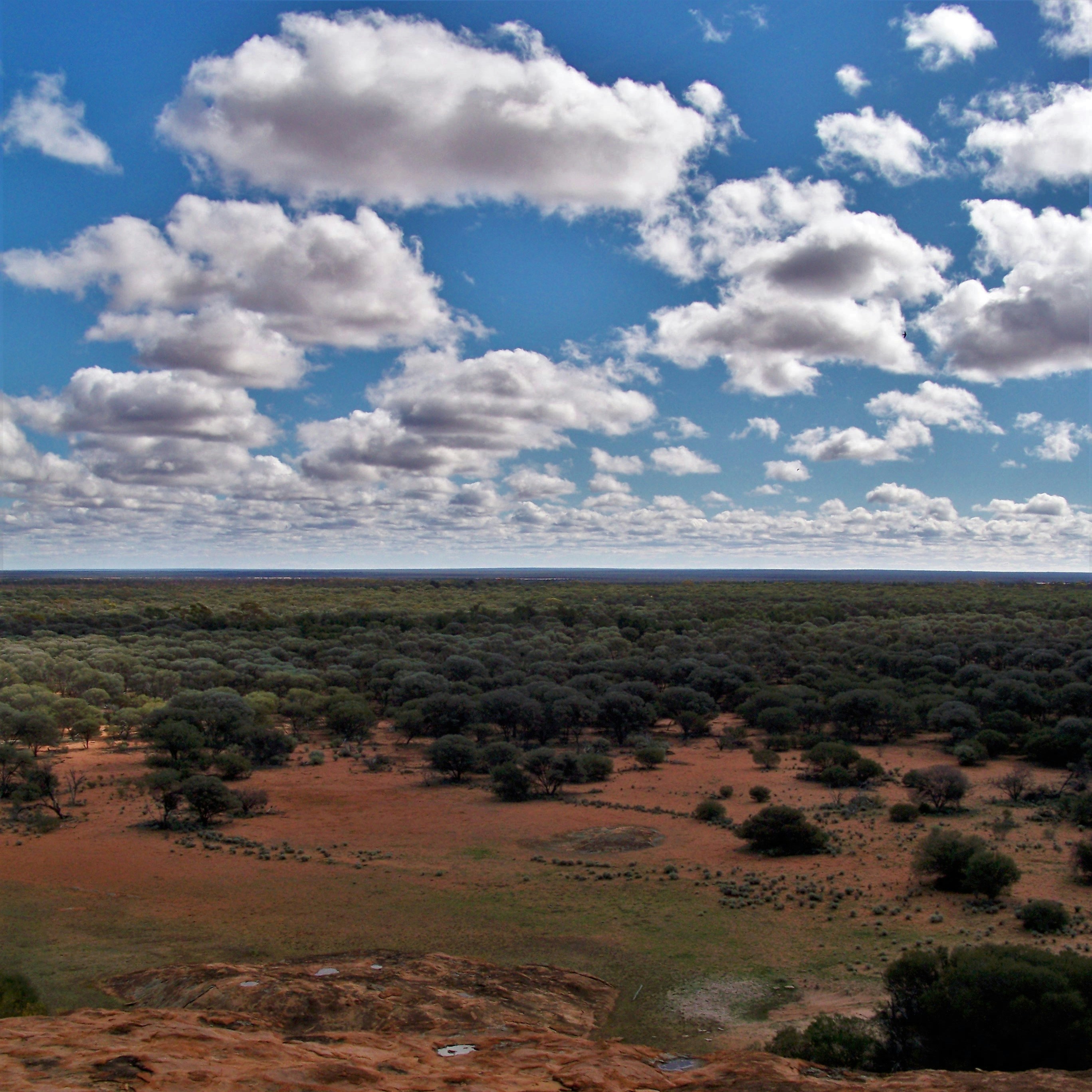 a landscape with bushes and trees
