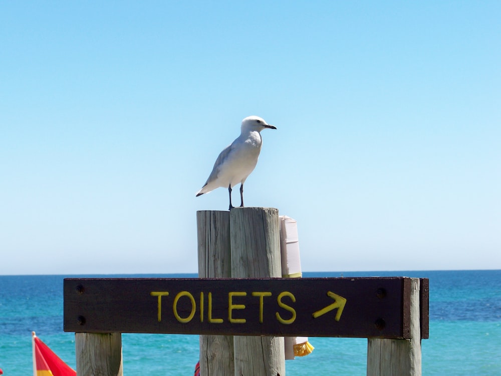 a seagull on a sign