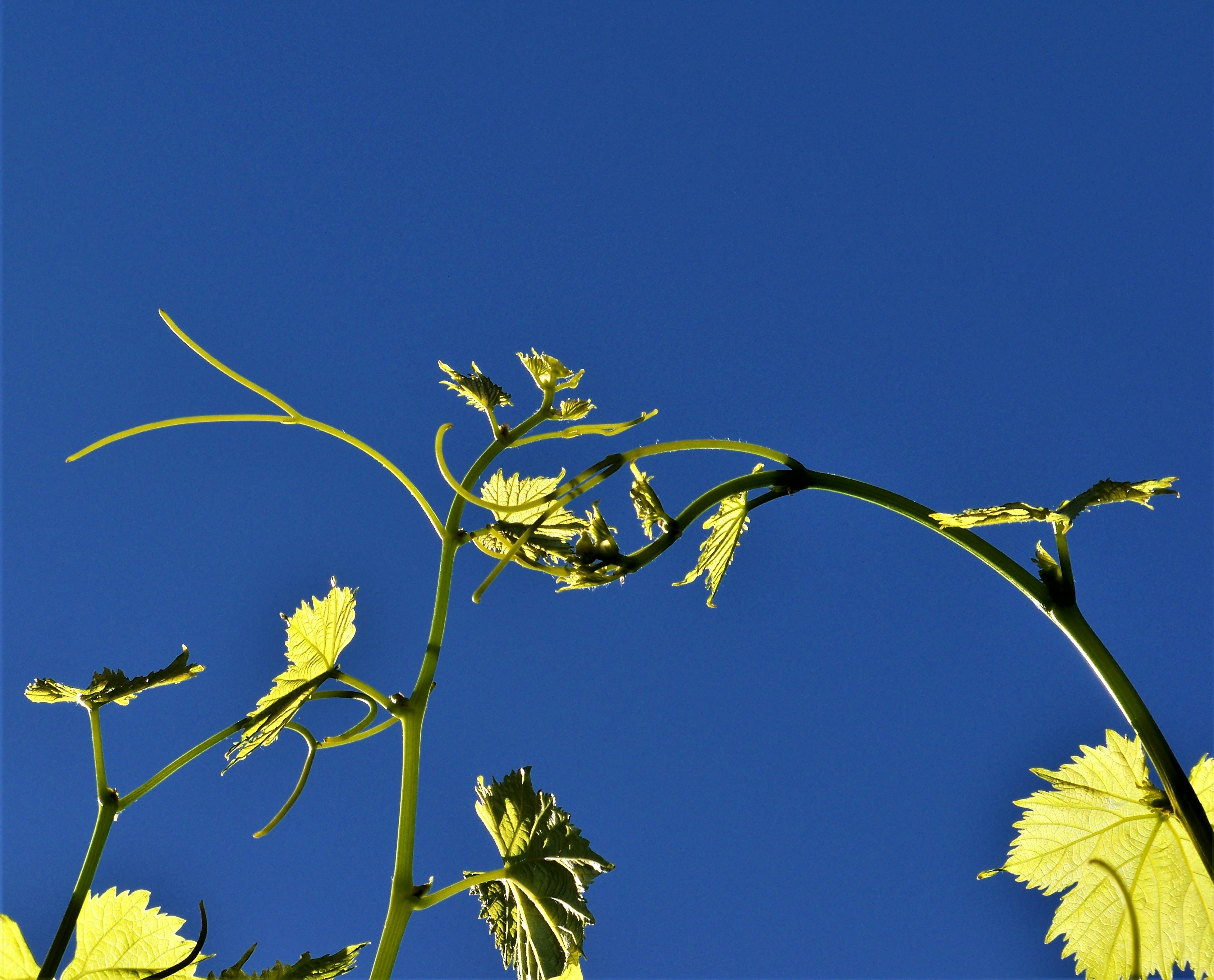a close-up of a plant