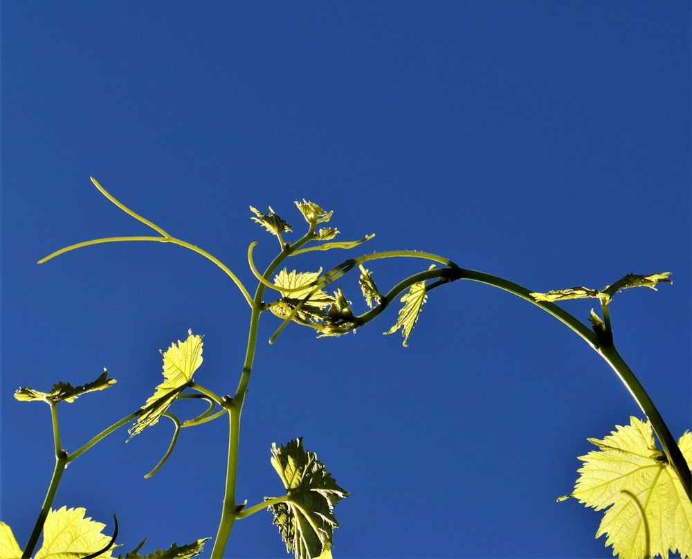 a close-up of a plant