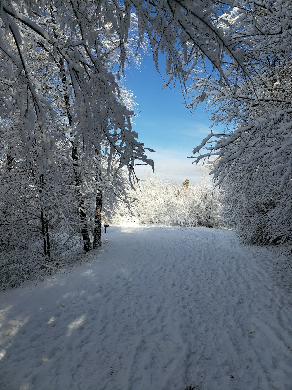 a snowy road with trees on either side of it